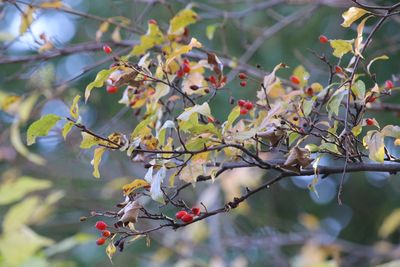 カマツカ（実）（バラ科）