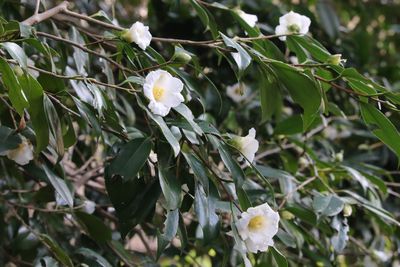 写真：ツバキ（白侘助）（ツバキ科）