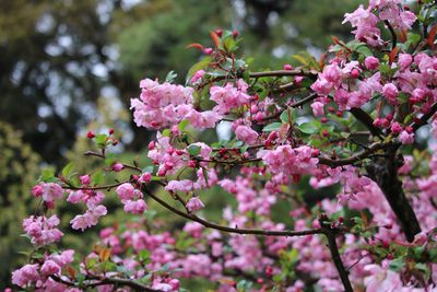 ハナカイドウ（バラ科）