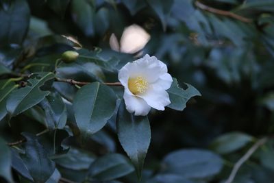 写真：ツバキ（白侘助）（ツバキ科）