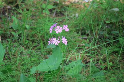 サクラソウ（サクラソウ科）