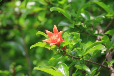 ザクロ（ミソハギ科）