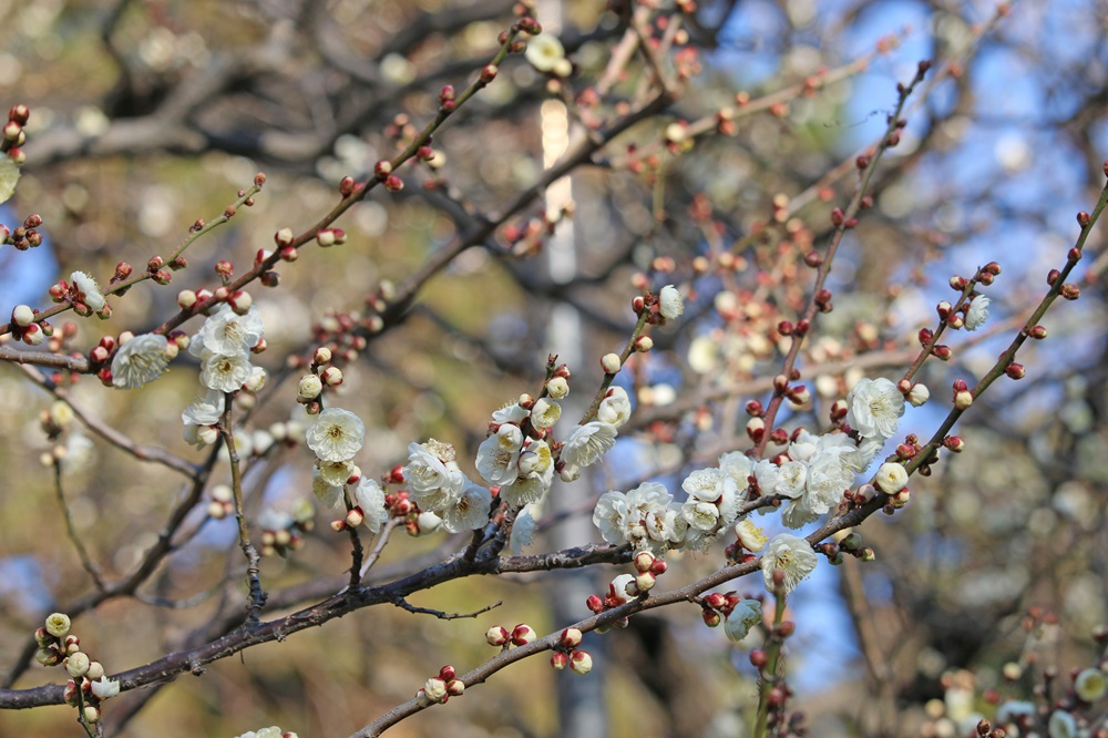 ウメ（八重野梅）（バラ科）