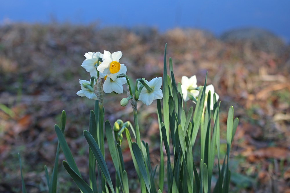 スイセン（ヒガンバナ科）