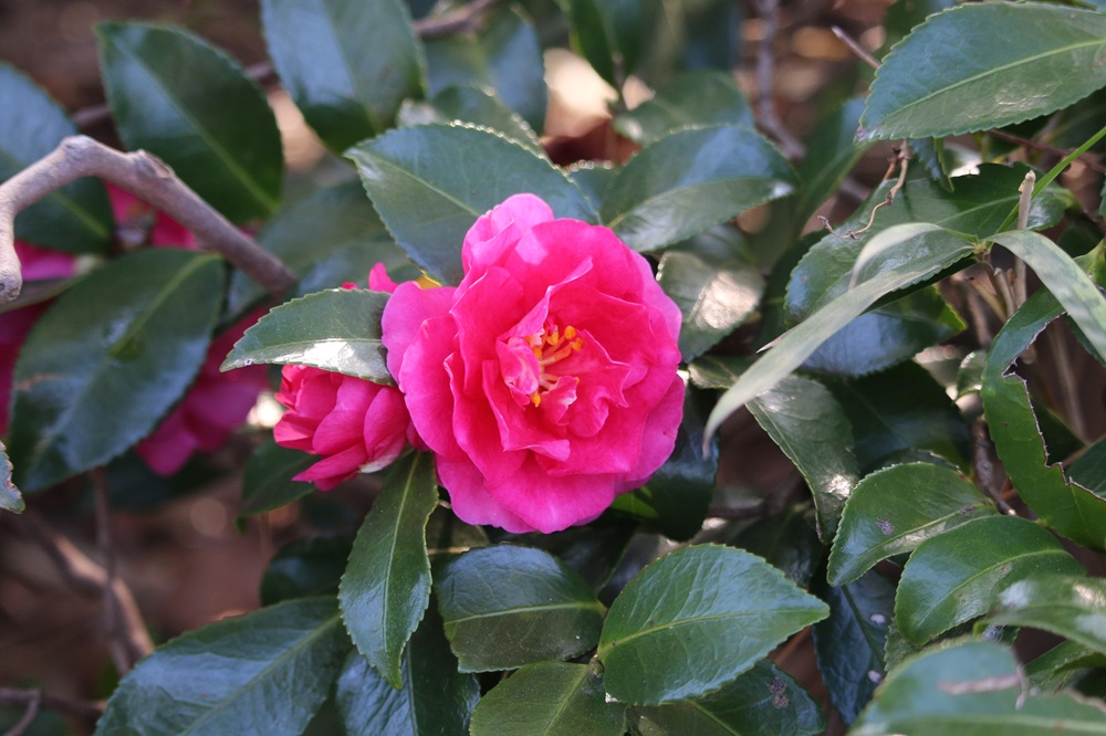 カンツバキ（ツバキ科）