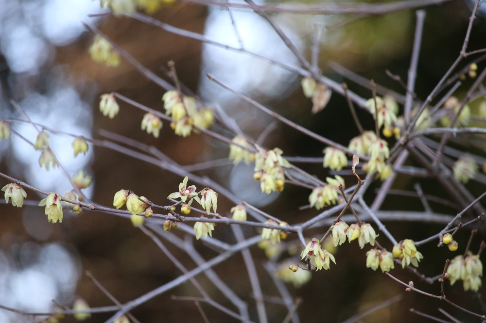ロウバイ（ロウバイ科）