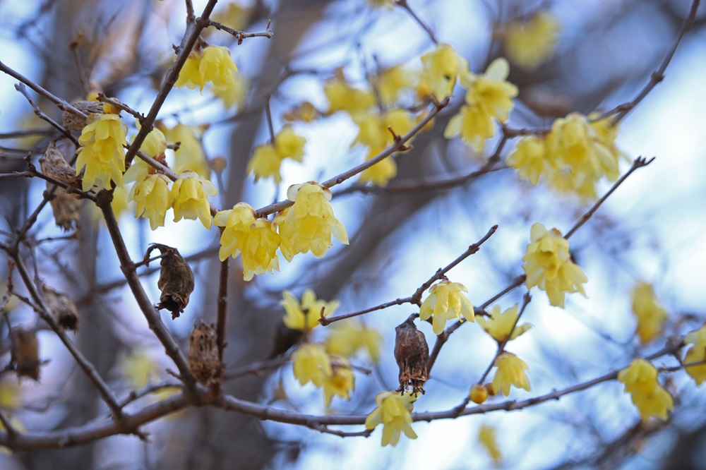 ソシンロウバイ（ロウバイ科）