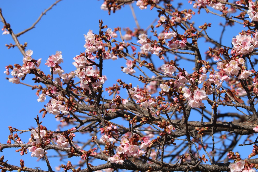 カンヒザクラ（バラ科）