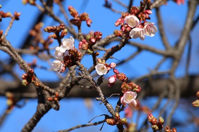 写真：カンヒザクラ（バラ科）