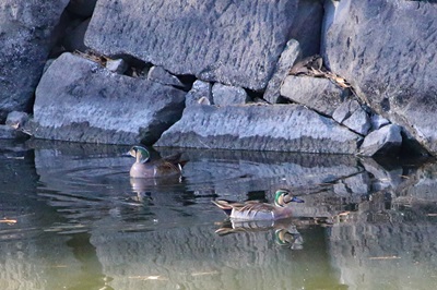 写真：天神濠のトモエガモ