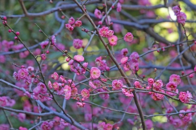 写真：ウメ（八重寒紅）（バラ科）