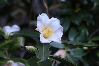 写真：ツバキ（初雁）（ツバキ科）