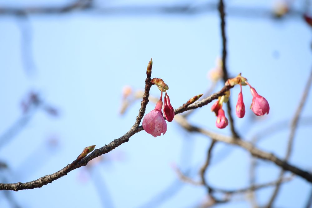 写真：リュウキュウカンヒザクラ（バラ科）