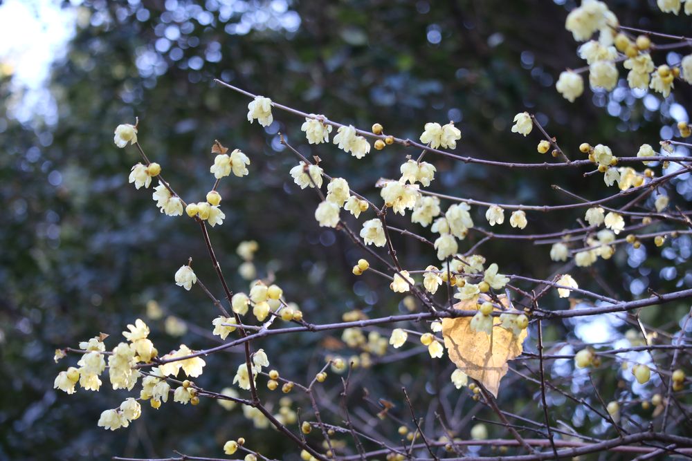 写真：ソシンロウバイ（ロウバイ科）
