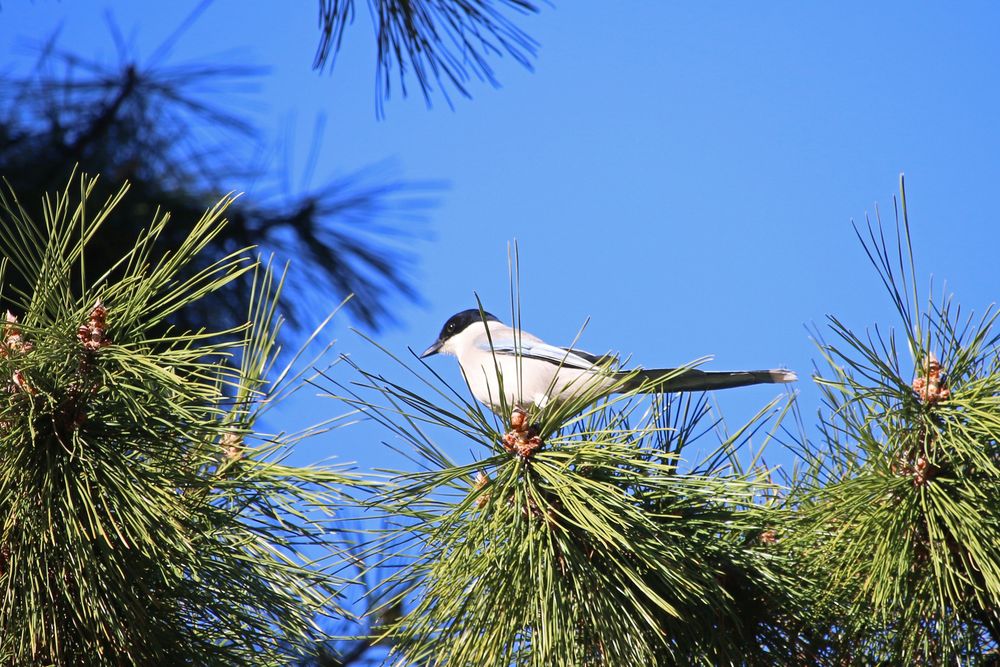 写真：白鳥濠周辺のオナガ