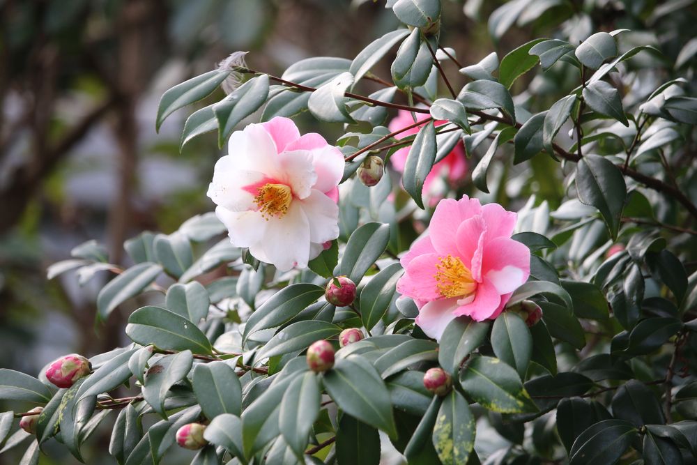写真：ハルサザンカ（ツバキ科）