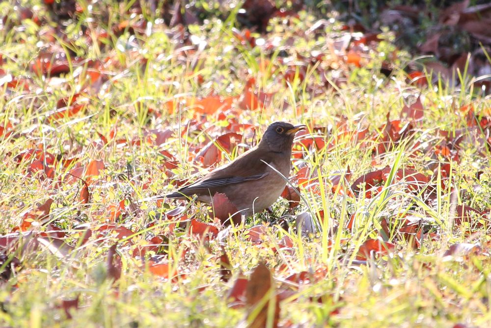 写真：桜の島のシロハラ