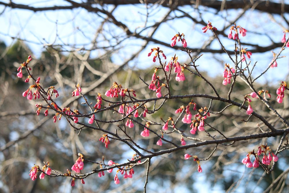 写真：リュウキュウカンヒザクラ（バラ科）