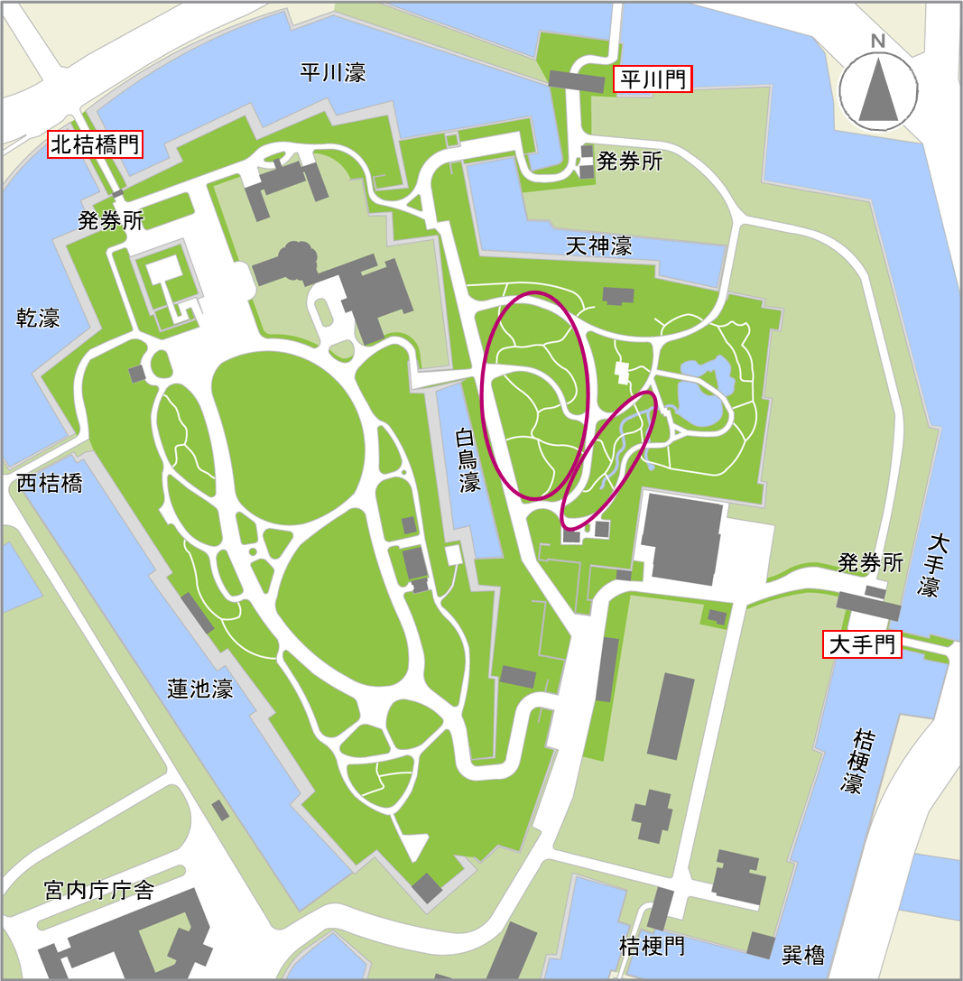 キンランの開花場所