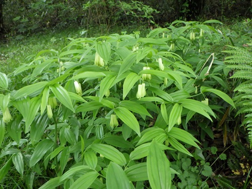 ホウチャクソウ