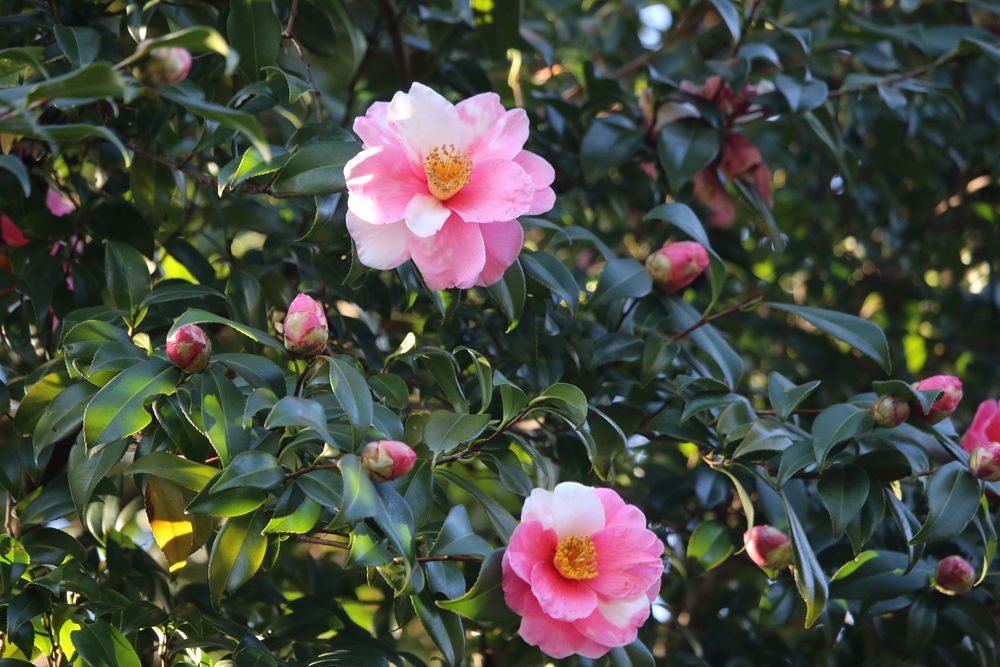 写真：ハルサザンカ（ツバキ科）