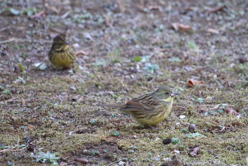 写真：大番所周辺のアオジ