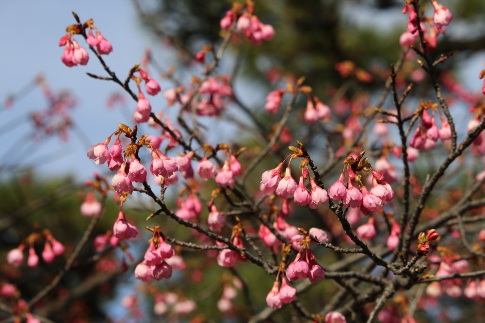 写真：リュウキュウカンヒザクラ（バラ科）
