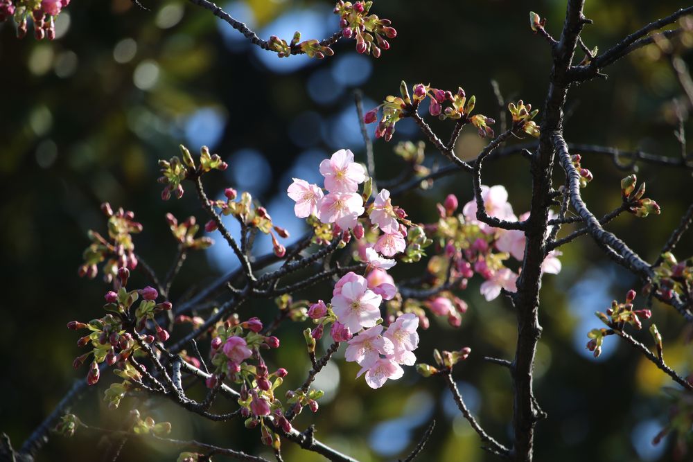 写真：カワヅザクラ（バラ科）