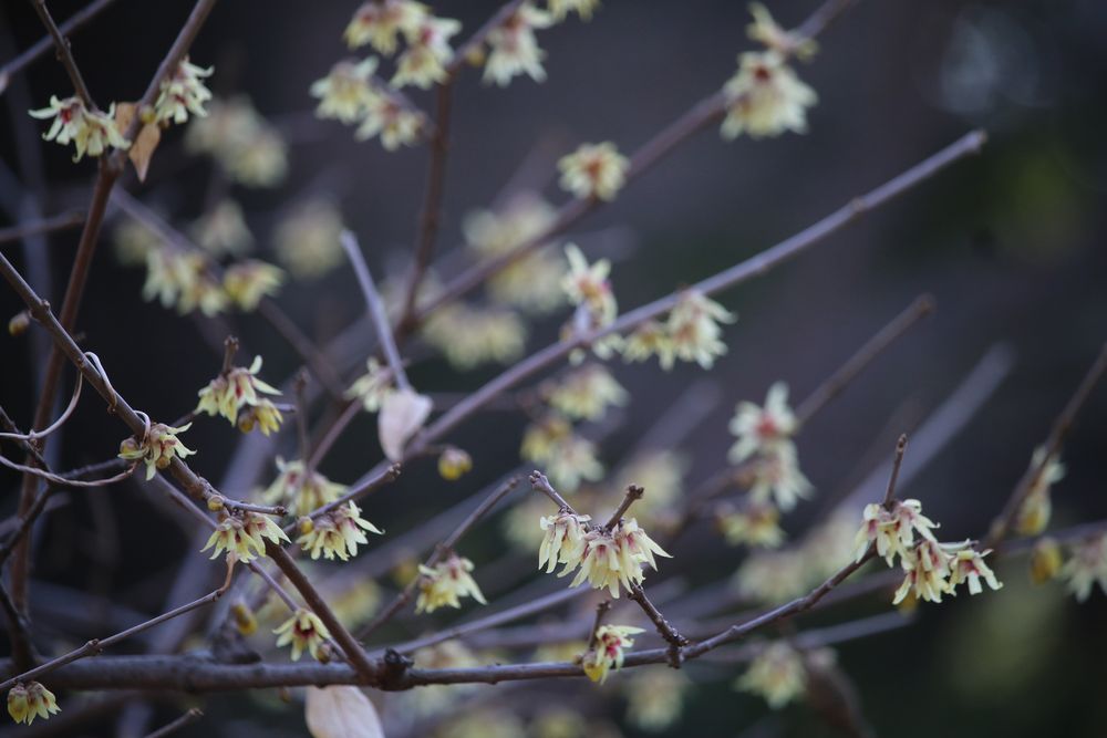 写真：ロウバイ（ロウバイ科）