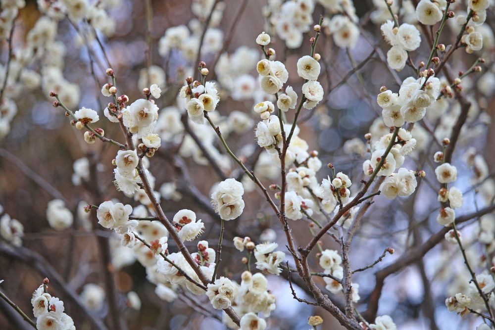 写真：ウメ（玉牡丹）（バラ科）