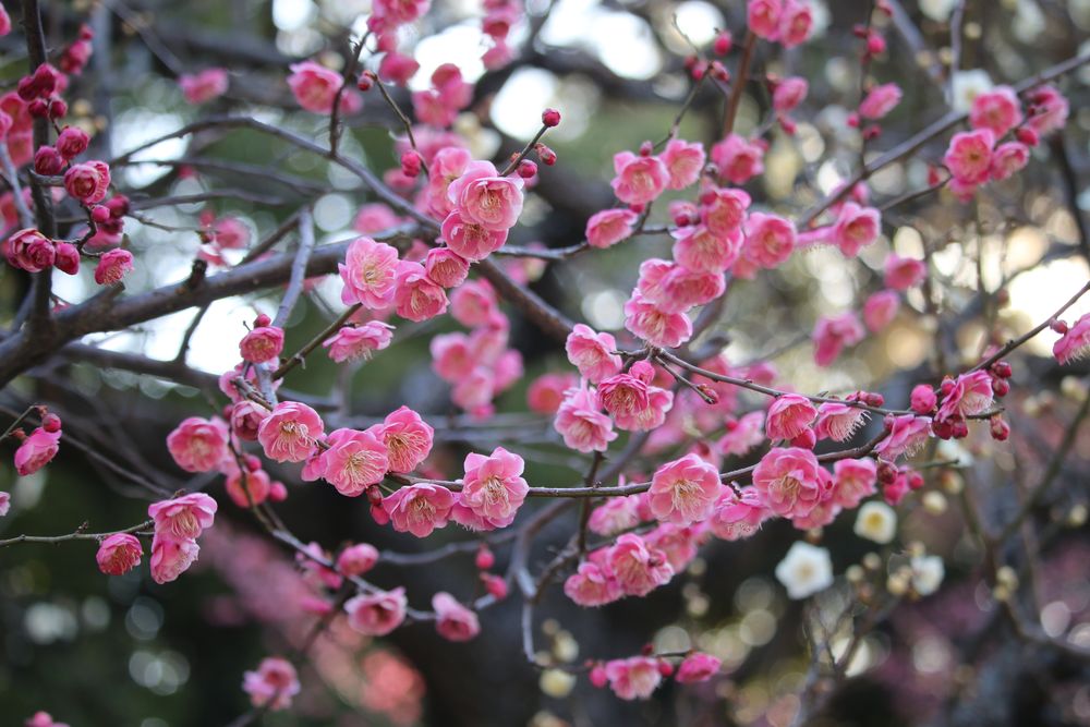 写真：ウメ（八重唐梅）（バラ科）