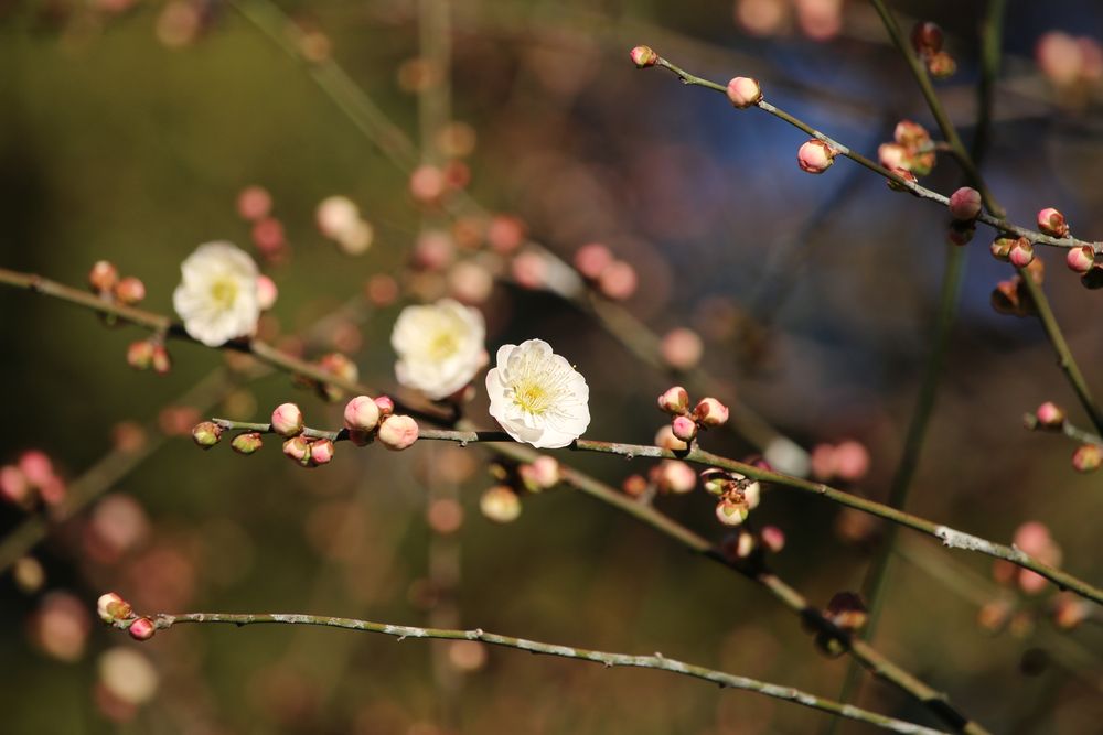 写真：ウメ（柳川絞）（バラ科）