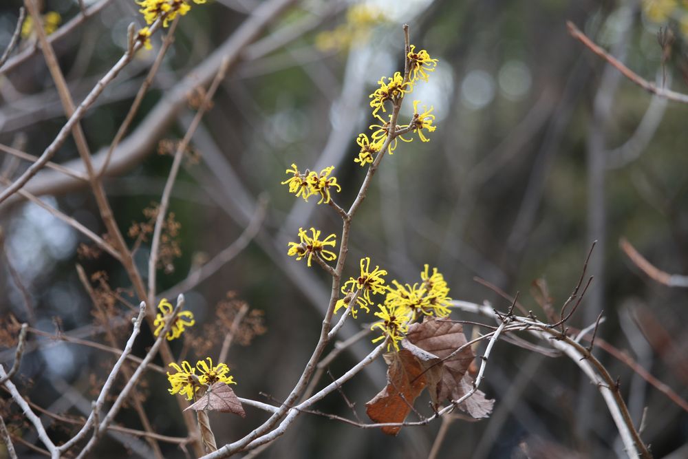 写真：シナマンサク（マンサク科）