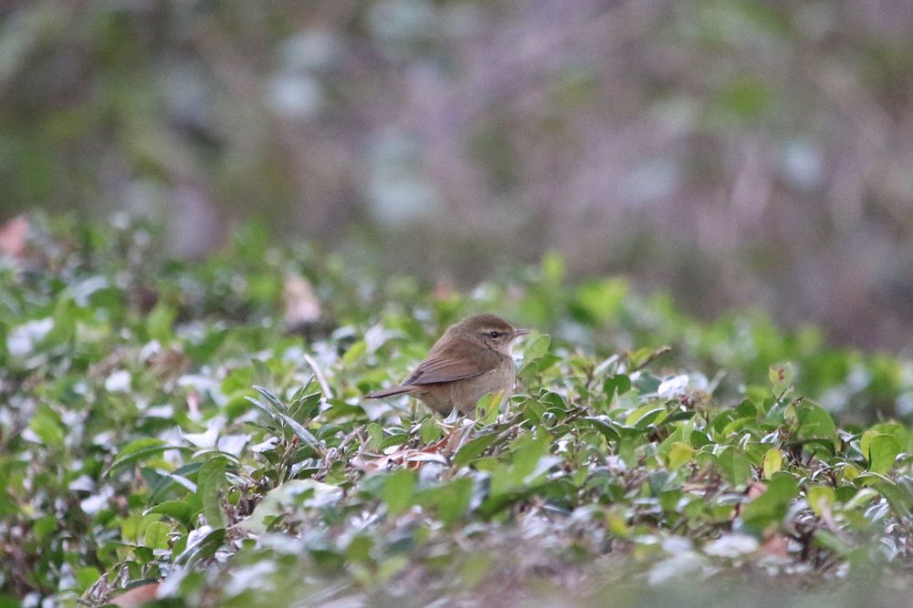 写真：緑の泉周辺のウグイス