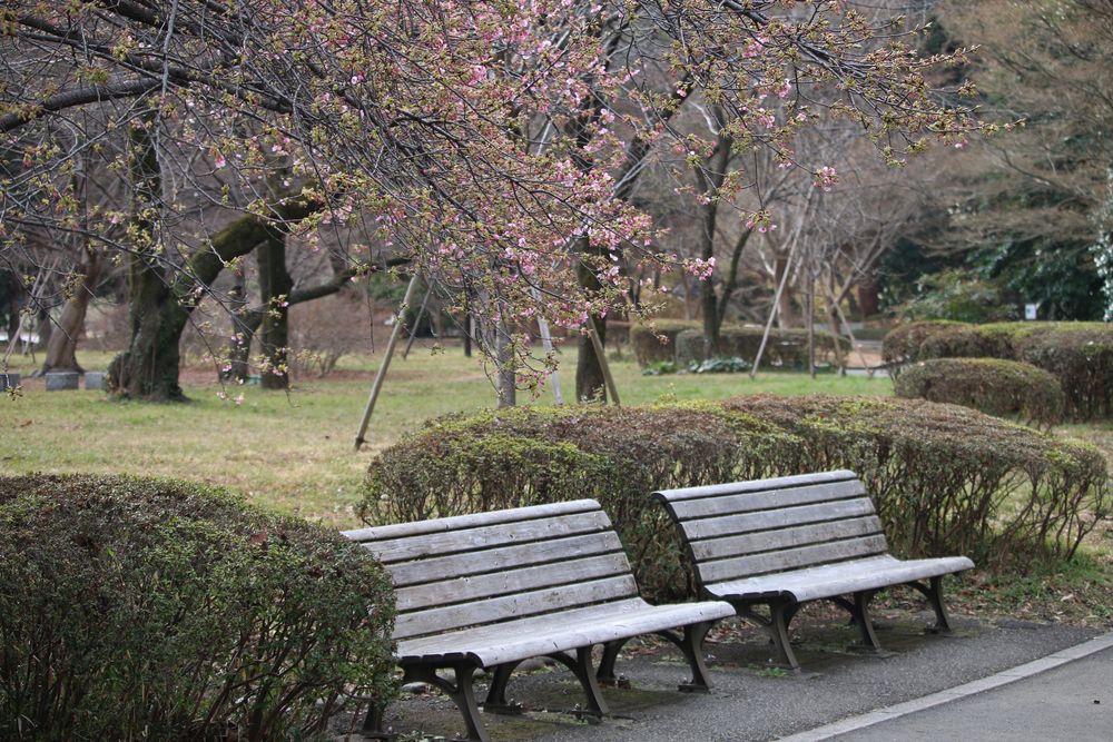 写真：カワヅザクラと桜の島のベンチ