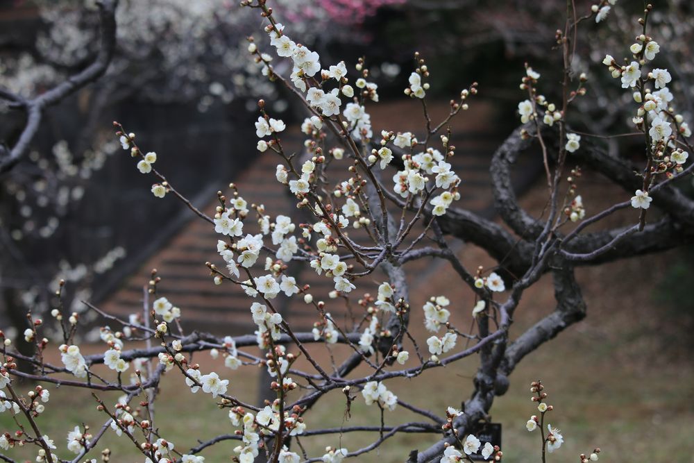 写真：ウメ（白加賀）（バラ科）