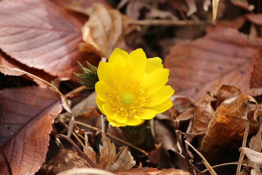 写真：フクジュソウ（キンポウゲ科）