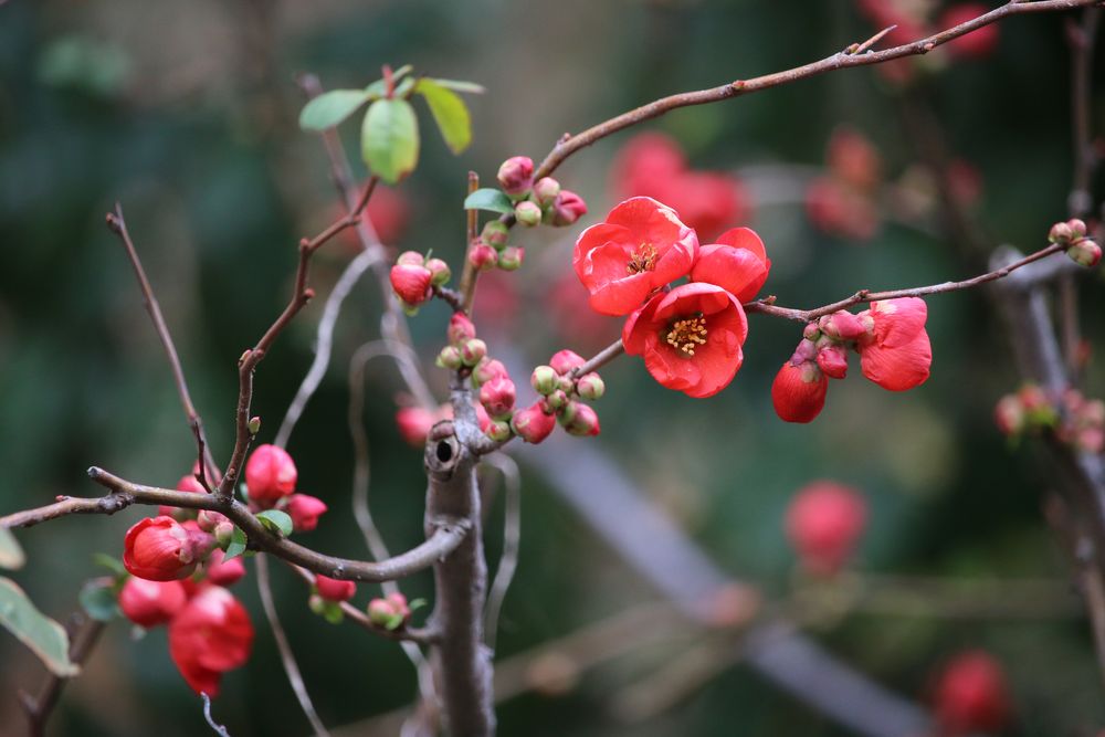 写真：ボケ（バラ科）