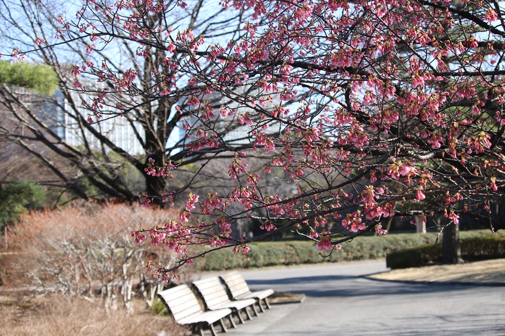 お写真：リュウキュウカンヒザクラ（バラ科）