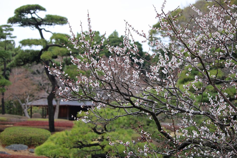写真：ウメ（谷雪）（バラ科）