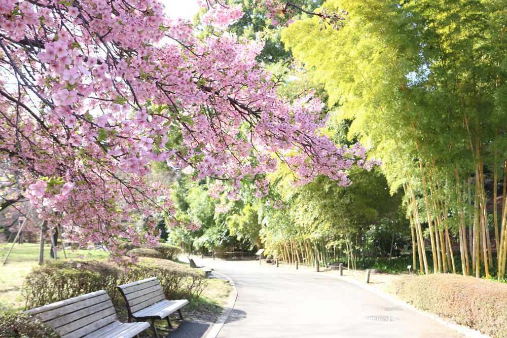 写真：カワヅザクラと竹林