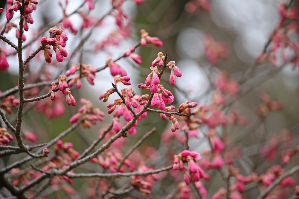 写真：カンヒザクラ（バラ科）