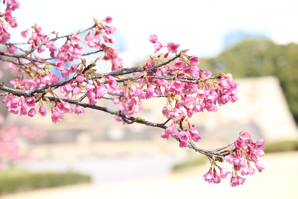 写真：リュウキュウカンヒザクラ（バラ科）