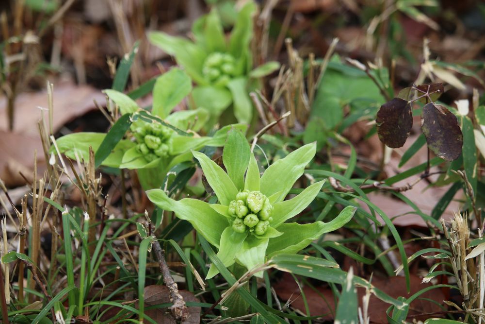 写真：フキ（フキノトウ）（キク科）