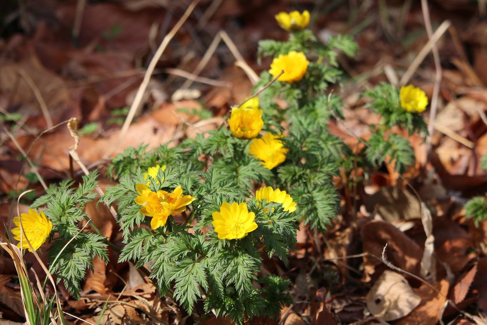 写真：フクジュソウ（キンポウゲ科）