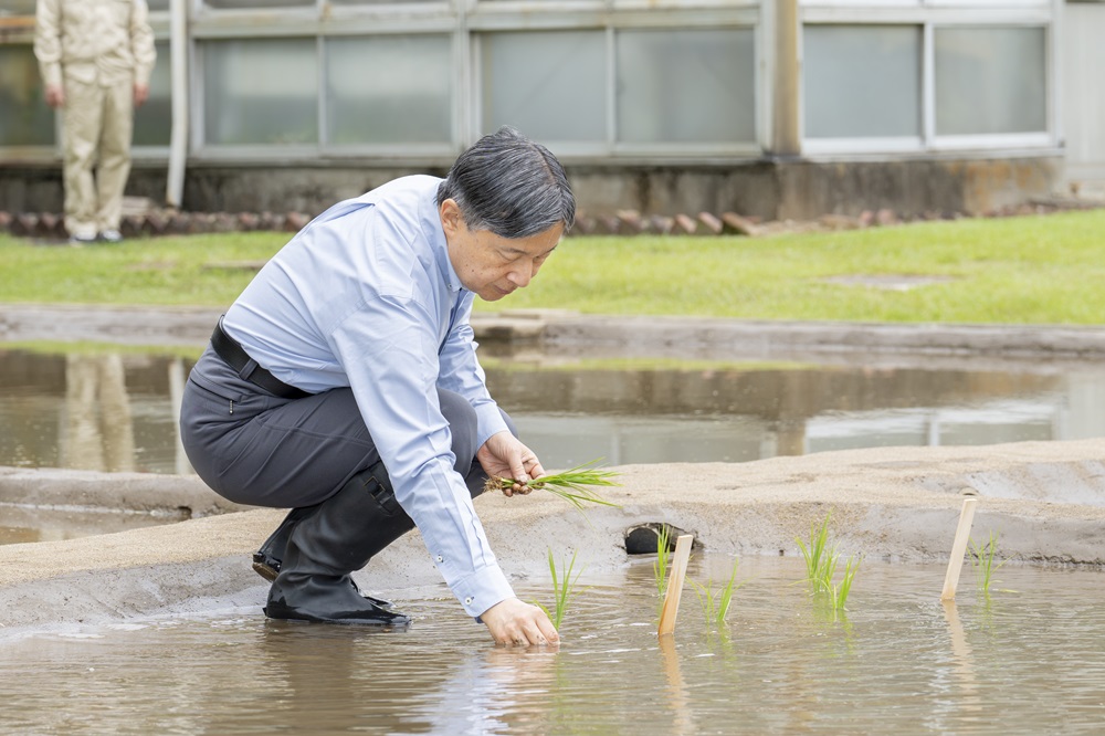 お田植えをなさる天皇陛下（皇居内生物学研究所）