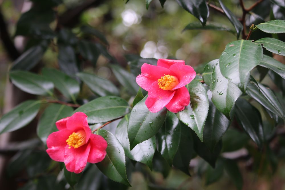 お写真：ヤブツバキ（ツバキ科）