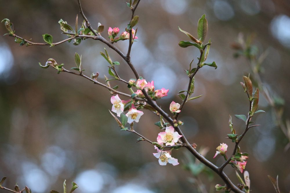 お写真：マボケ（バラ科）