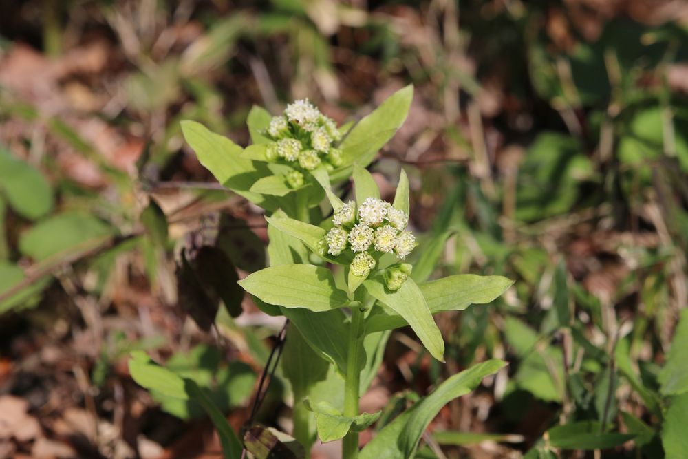 野草の島のフキ