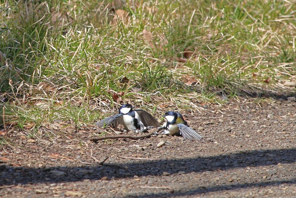 二の丸雑木林でケンカするシジュウカラ